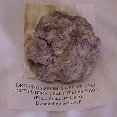 Coprolite