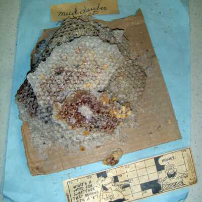 Beehive