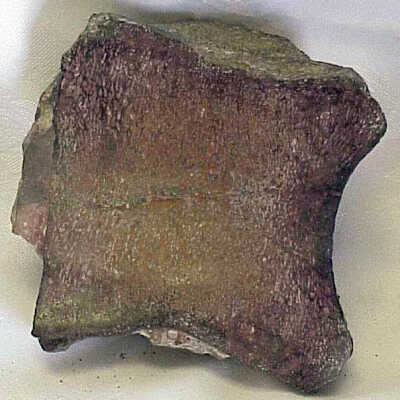 Geospecimen