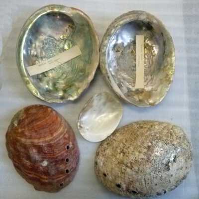 Shell