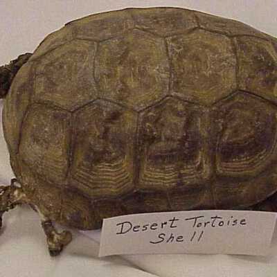 Shell
