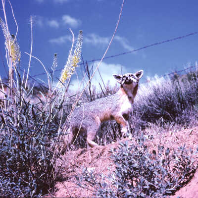 Picture - Fox on Utah Hill