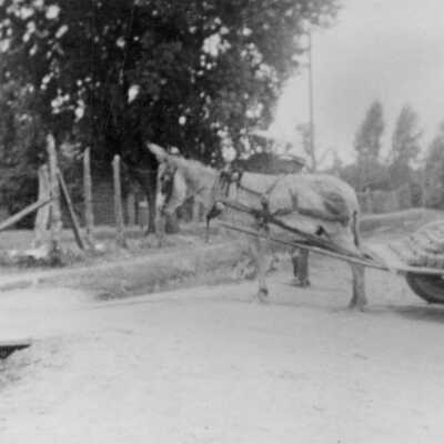 Old gray donkey "Napoleon" with adobe cart