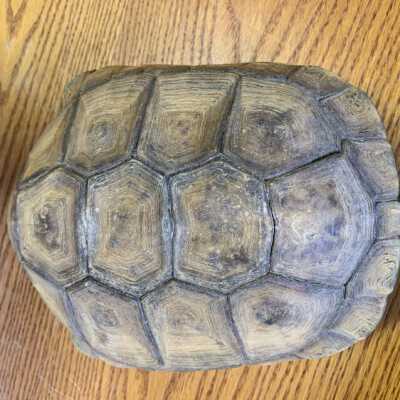 Shell