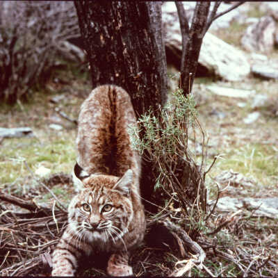 Bobcat - Mesquite Slope