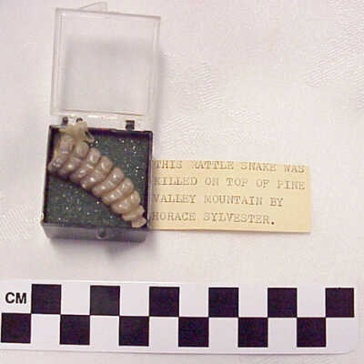 Rattlesnake Rattles
