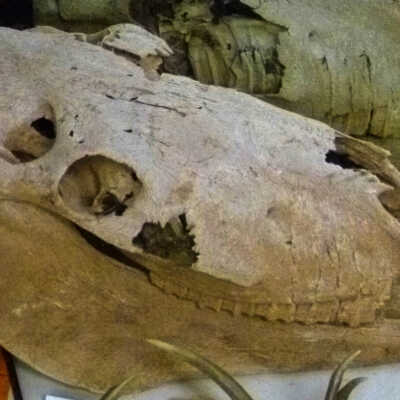 Skeleton