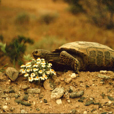 Tortoise - Mesquite Slope