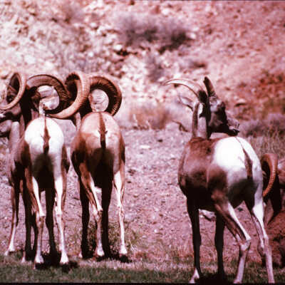 Desert Sheep - Near Lake Mead