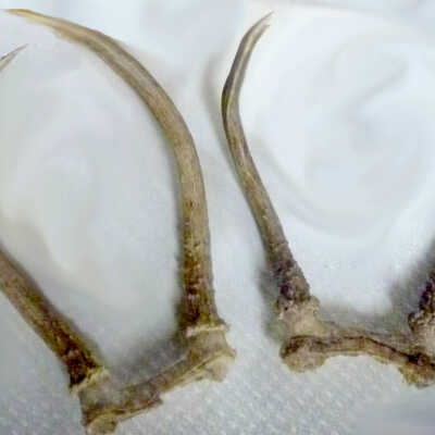 Antler