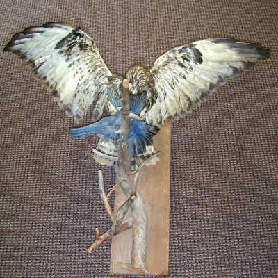 Mount, Specimen