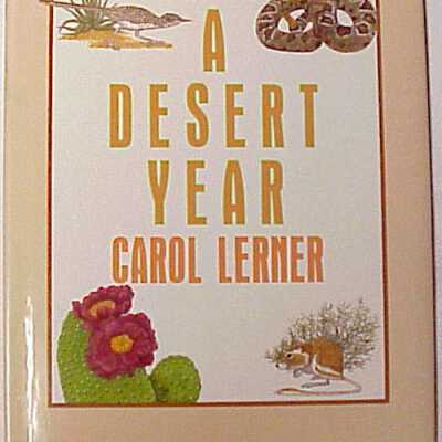A Desert Year