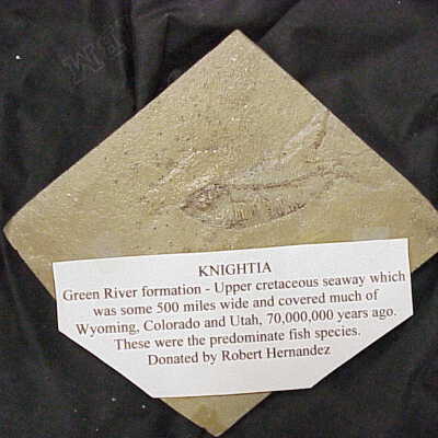 Fossil