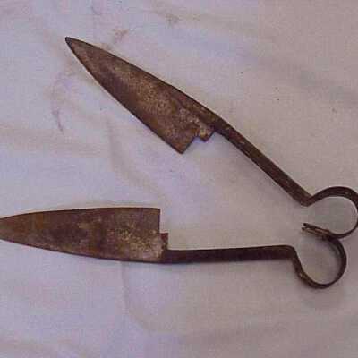 Shears, Sheep
