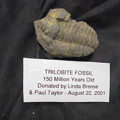 Fossil