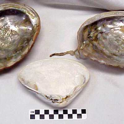 Shell