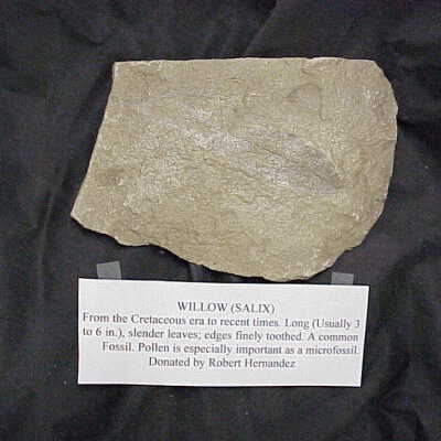Fossil