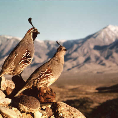 Quail at Arvada Ranch