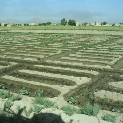 Agricultural Crops