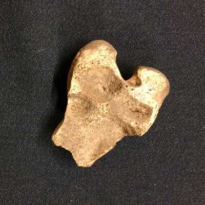 Bone fragment of a Canadian Elk, before 1815, found in 1995