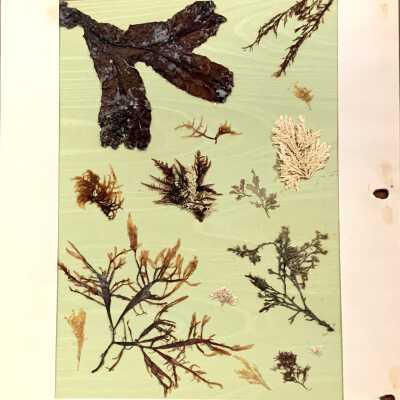 Display created by Oline Martin from seaweed found along Alameda's shoreline, about 1932