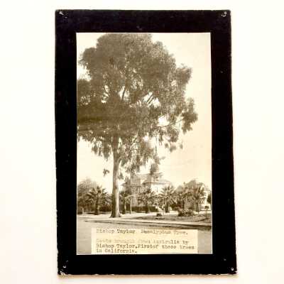 Print of the Taylor Eucalyptus Tree, c. early 1900s