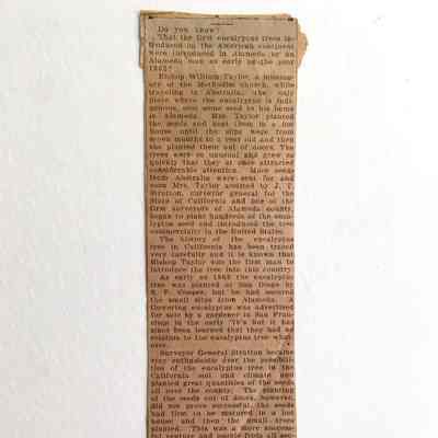 Newspaper Clipping regarding introduction Eucalyptus tree in America, c. 1920s