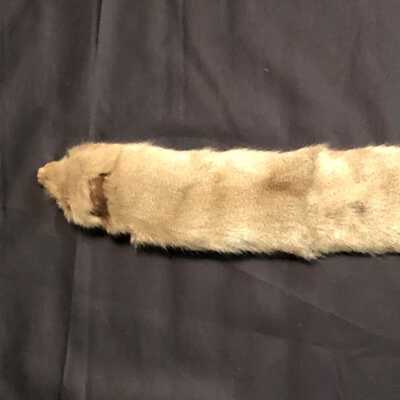 Hudson Bay Fur Co collar, of Helen Peterson or Catherine Askewold, c. 1915-1920