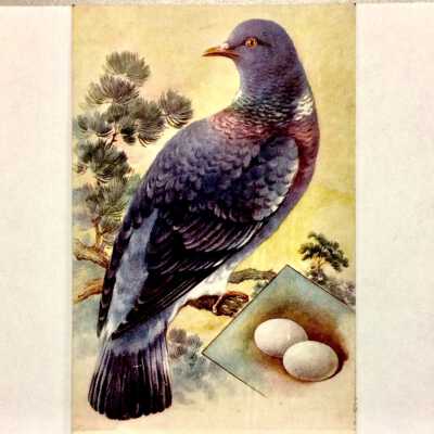 Postcard of Pigeon with eggs, early 1900s