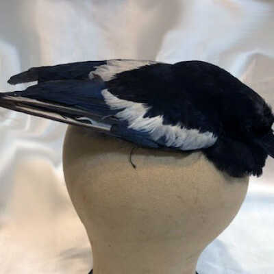 Magpie taxidermy hat decoration, c. 1900s