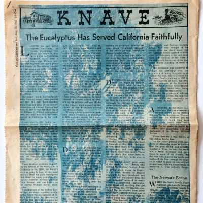 Clipping 'The Eucalyptus has served California faithfully', 1966