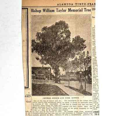 Re eucalyptus tree: from Times Star, 5/30/1921