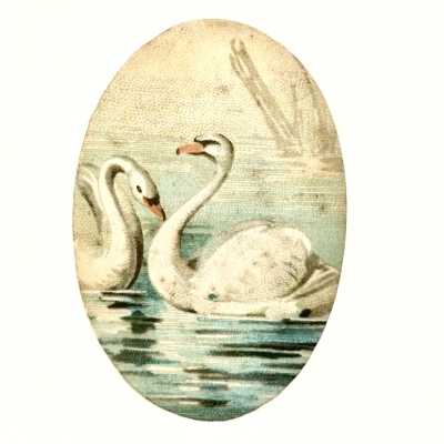 Lithographic Illustration of Swans, early 1900s