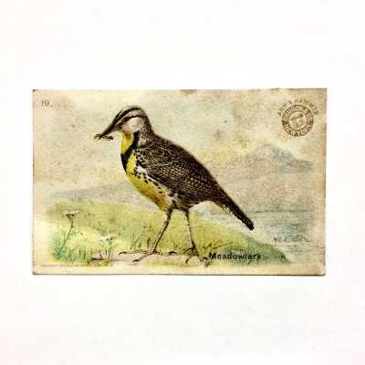 Arm & Hammer Baking Soda Advertising Card with a Meadowlark, early 1900s