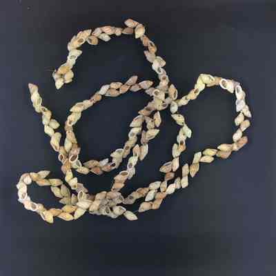 Samoan Shell necklace given to Washington School Class, c. 1920s