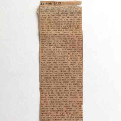 Newspaper clipping about the planting of eucalyptus trees by the bishop Wm. Taylor family, 1920s