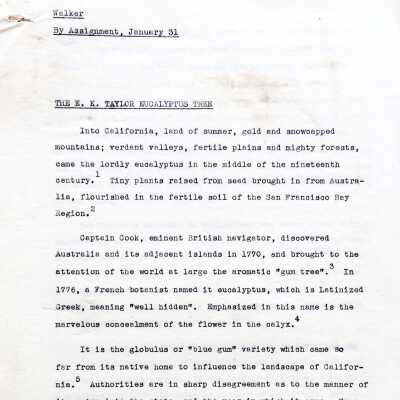 WPA writers project report on the E. K. Taylor Eucalyptus Tree, c. 1940