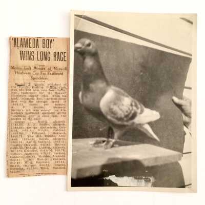 Clipping about a pigeon named Alameda Boy, winning a race, early 1900s