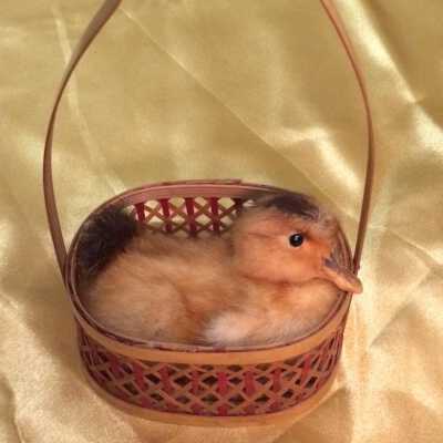 Easter decoration with Baby Chick in Basket