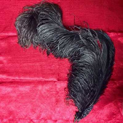 Black ostrich plume with other black bird feathers of the Haslett family, early 1900s