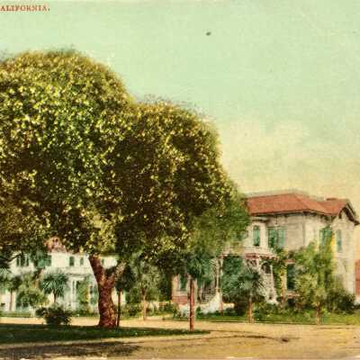 Postcard Rose Covered Oak Tree, corner Grand Street and Central Ave., Ca. 1909