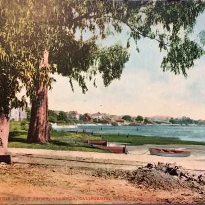 Postcard Eucalyptus at the Bay Shore, 1913