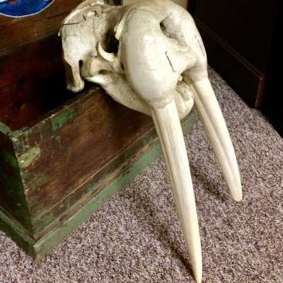 Bull walrus skull from the Alaska Packers yard, c. 1890s