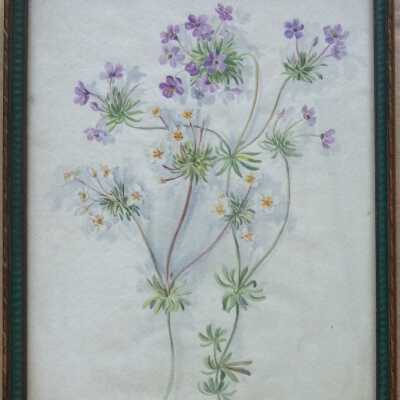 Watercolor flower study, by Lura Hinsdale Smith, before 1912