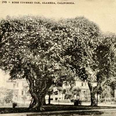 Postcard of rose-covered trees, Grand and Central, early 1900s