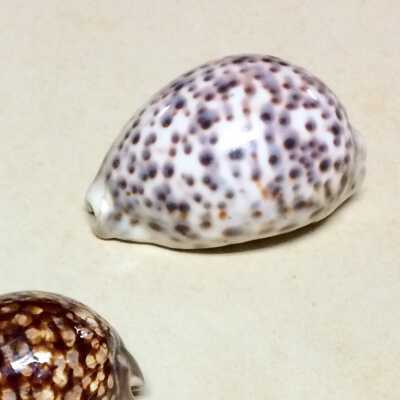 Cowry type Seashell used as a decoration by the Clinton family