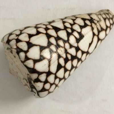 Conical white and brown mottled decorative seashell, before 1990