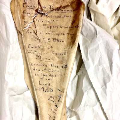 Fossil bone from Mrs. Potter's museum, Washington School, 1923