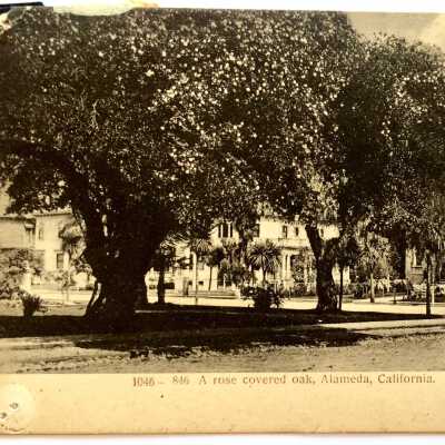 Postcard of 'a rose-covered oak', Grand street at Central, c. early 1900s