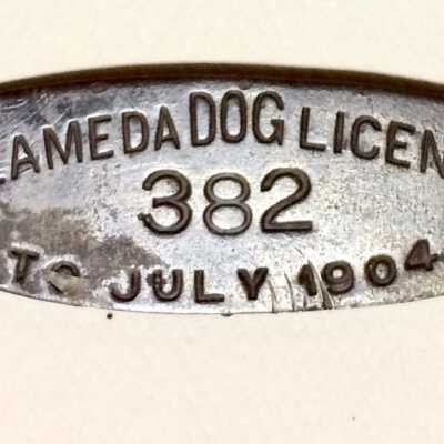 Dog License No. 382, 1904